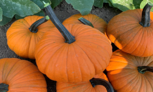 Carrot Cake Pumpkin (Farmore FI400)