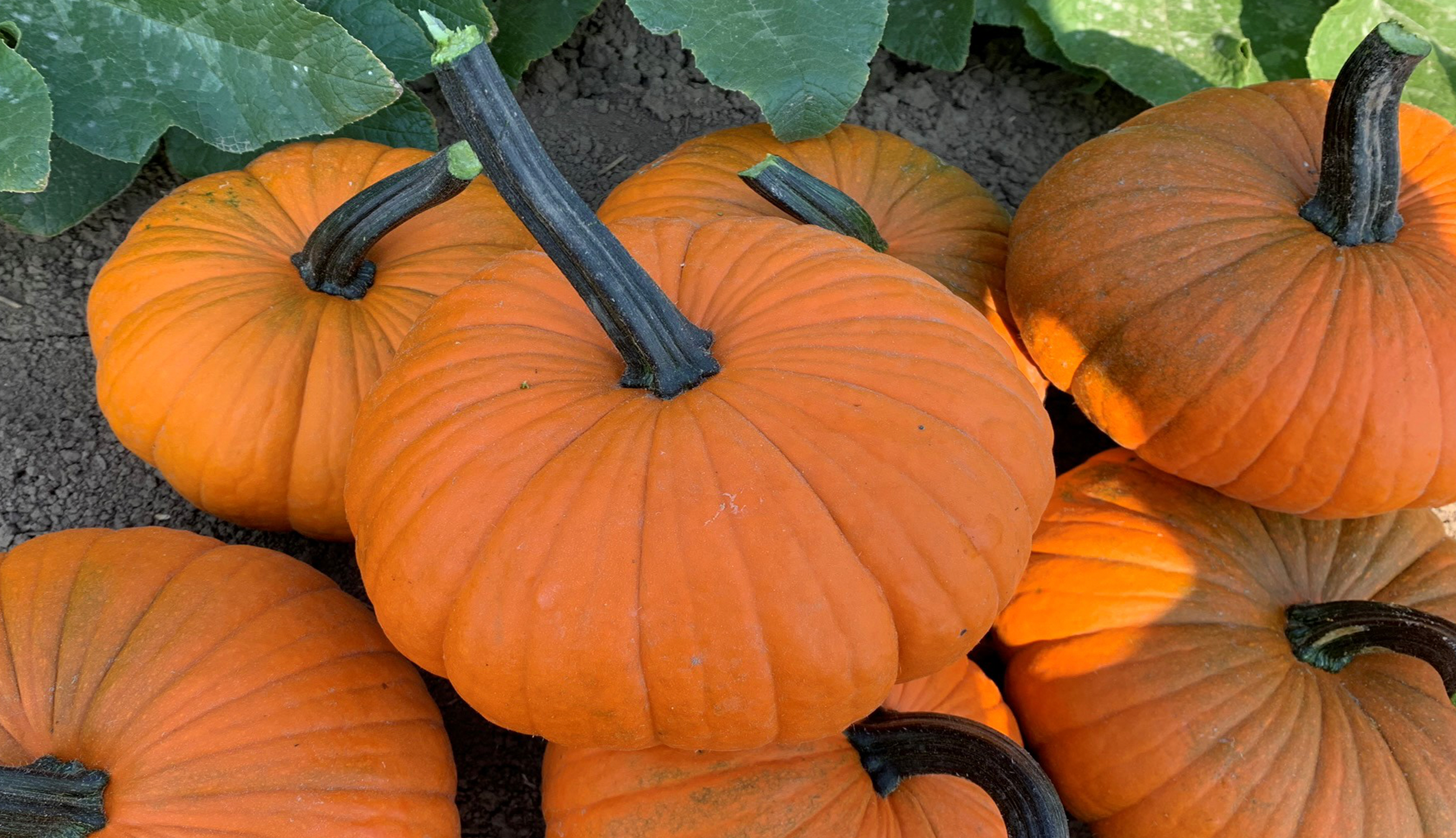 Carrot Cake Pumpkin (Farmore FI400)