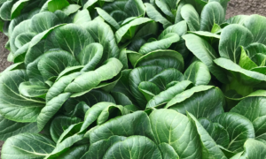 Ewok Pak Choi (Not Treated)