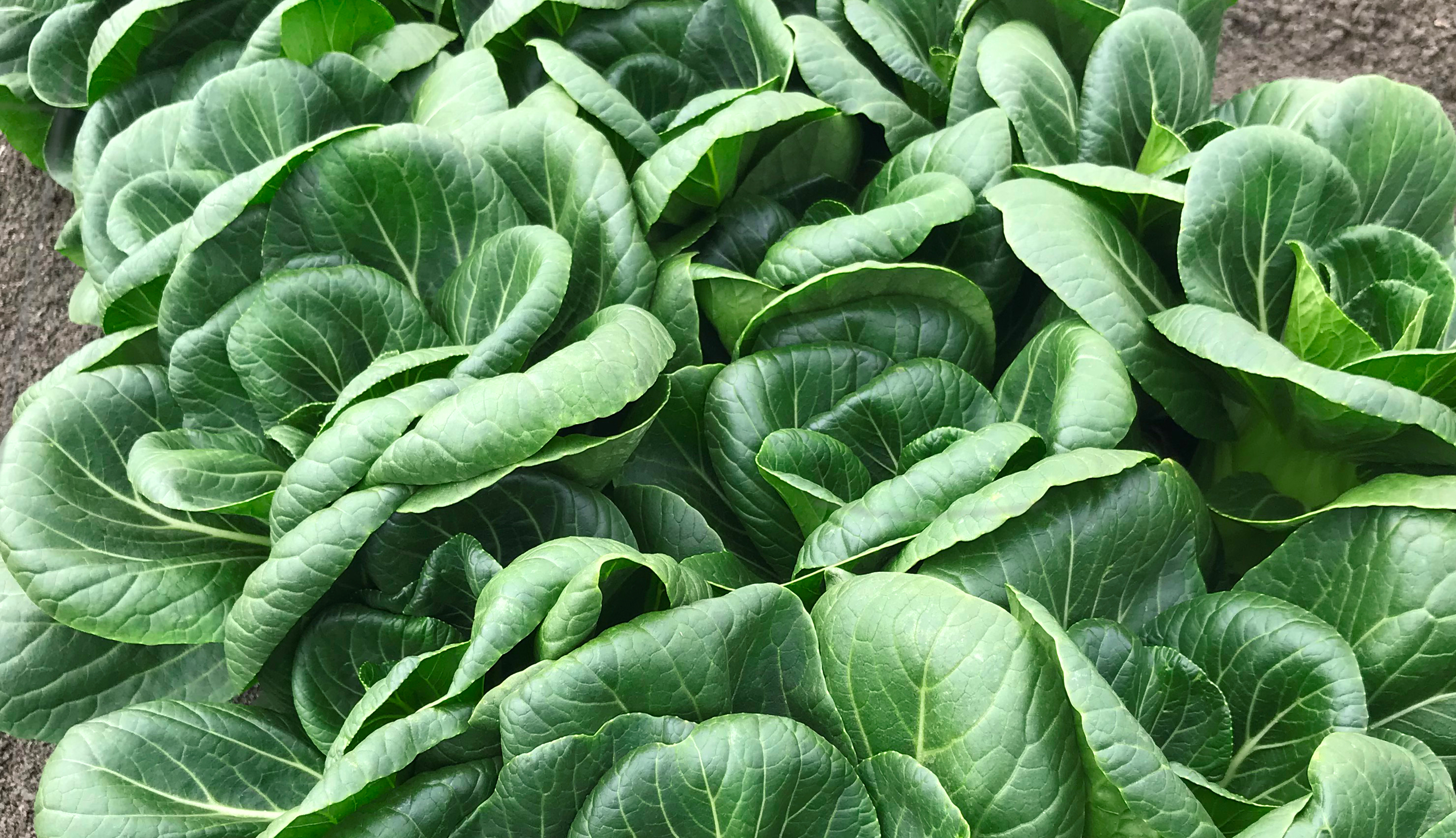 Ewok Pak Choi (Not Treated)