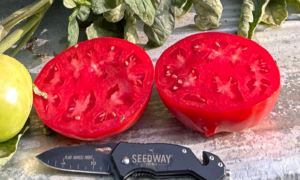 Lancer Tomato (Not Treated)