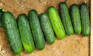 Mega Max Cucumber (Farmore)