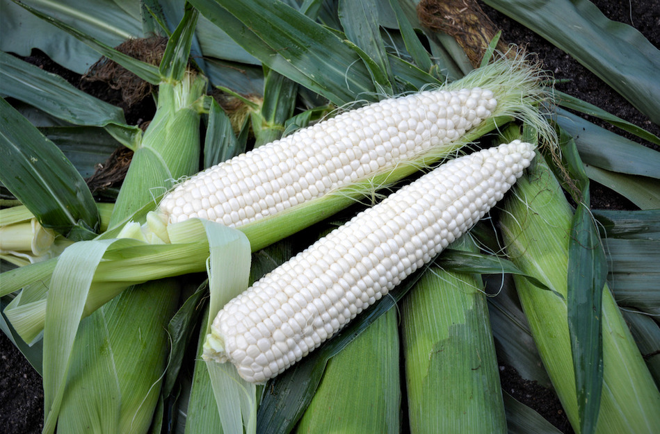 Platinum XR Sweet Corn (Cruiser Treated)