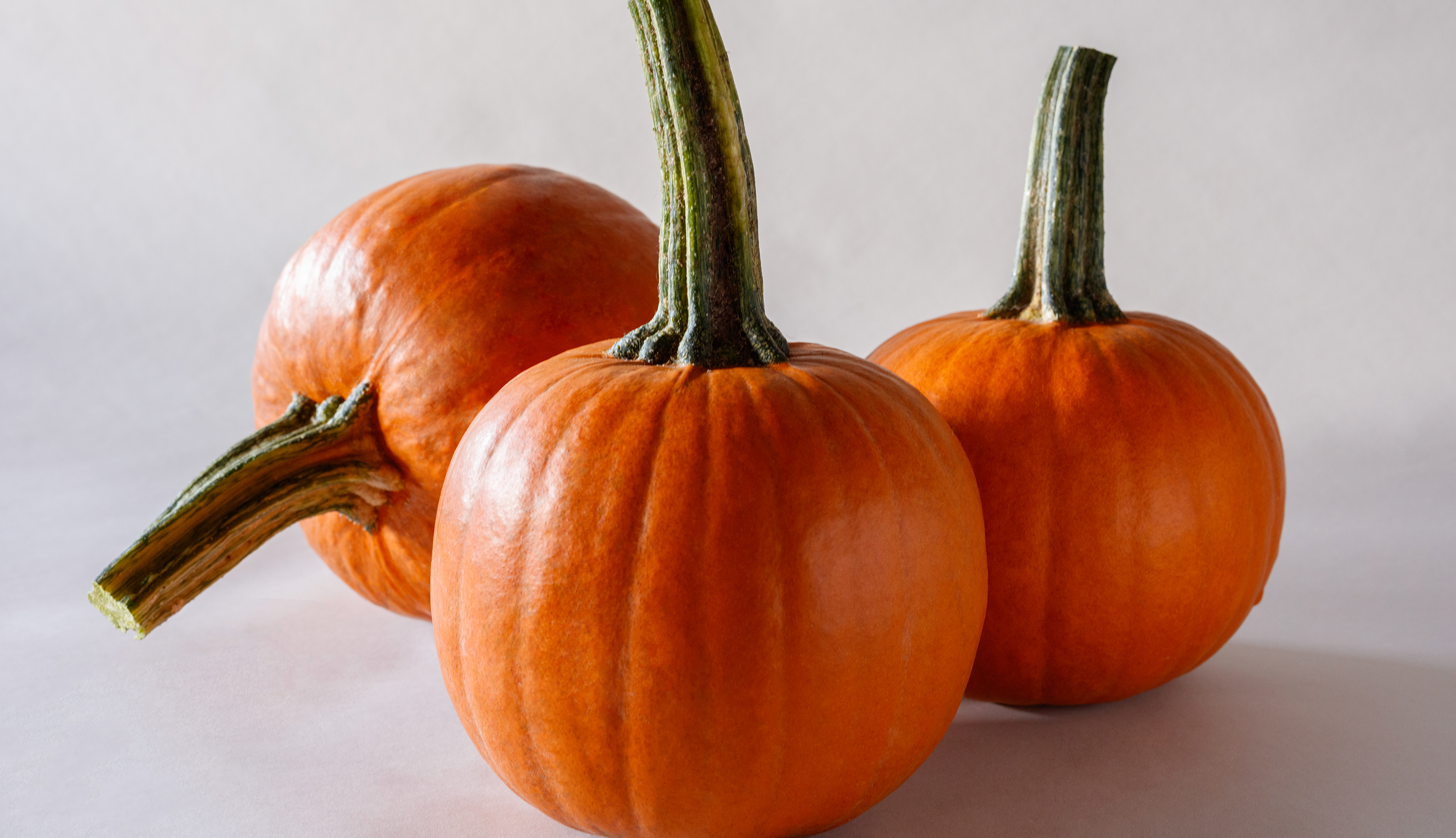 Rugrat Pumpkin (Farmore FI400)