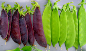 Shiraz Purple Pod Snow Pea (Not Treated)