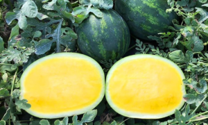 Sunstone Watermelon (Primed/Farmore)