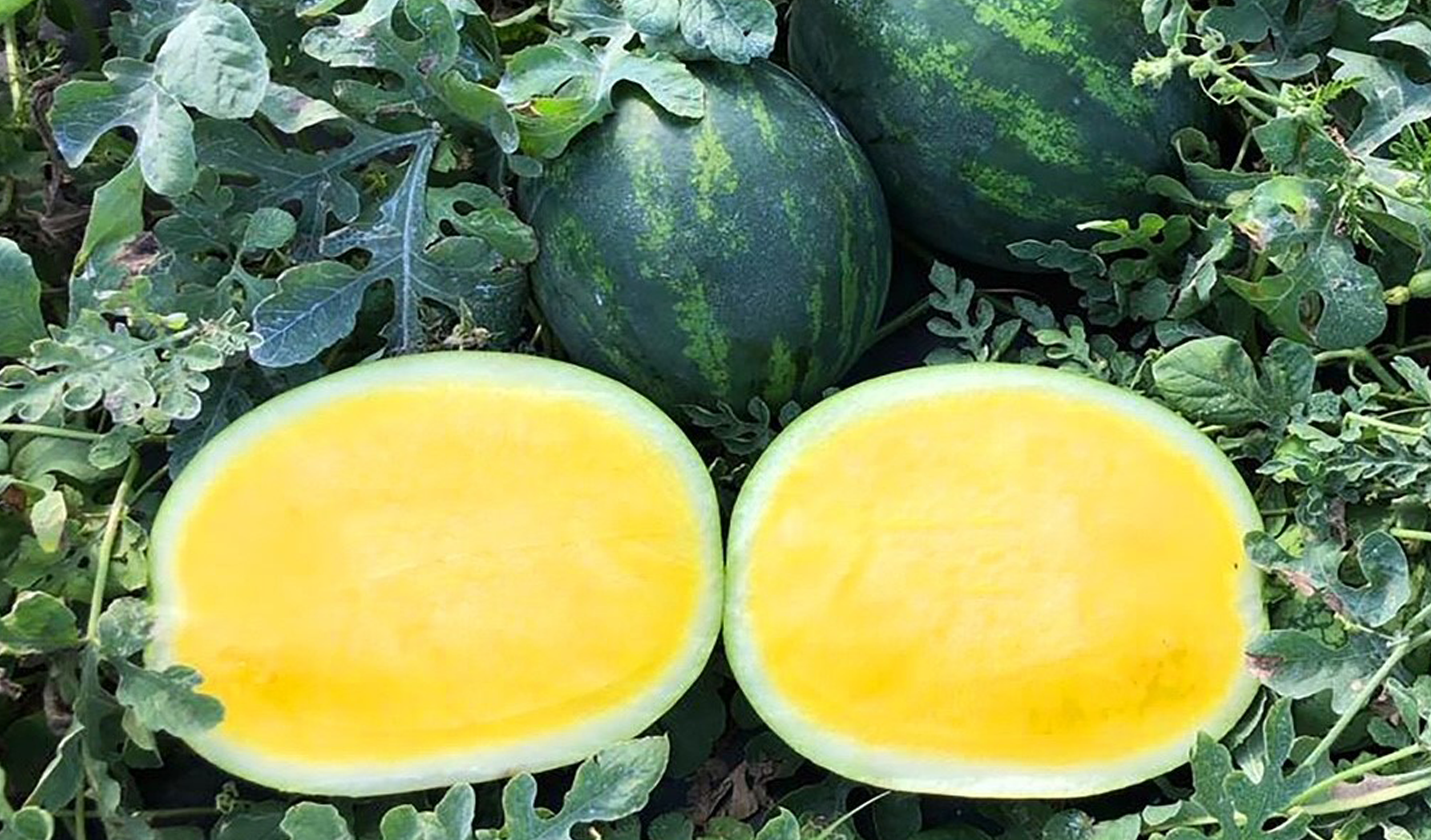 Sunstone Watermelon (Primed/Farmore)