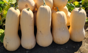 Texas Squash (Not Treated)