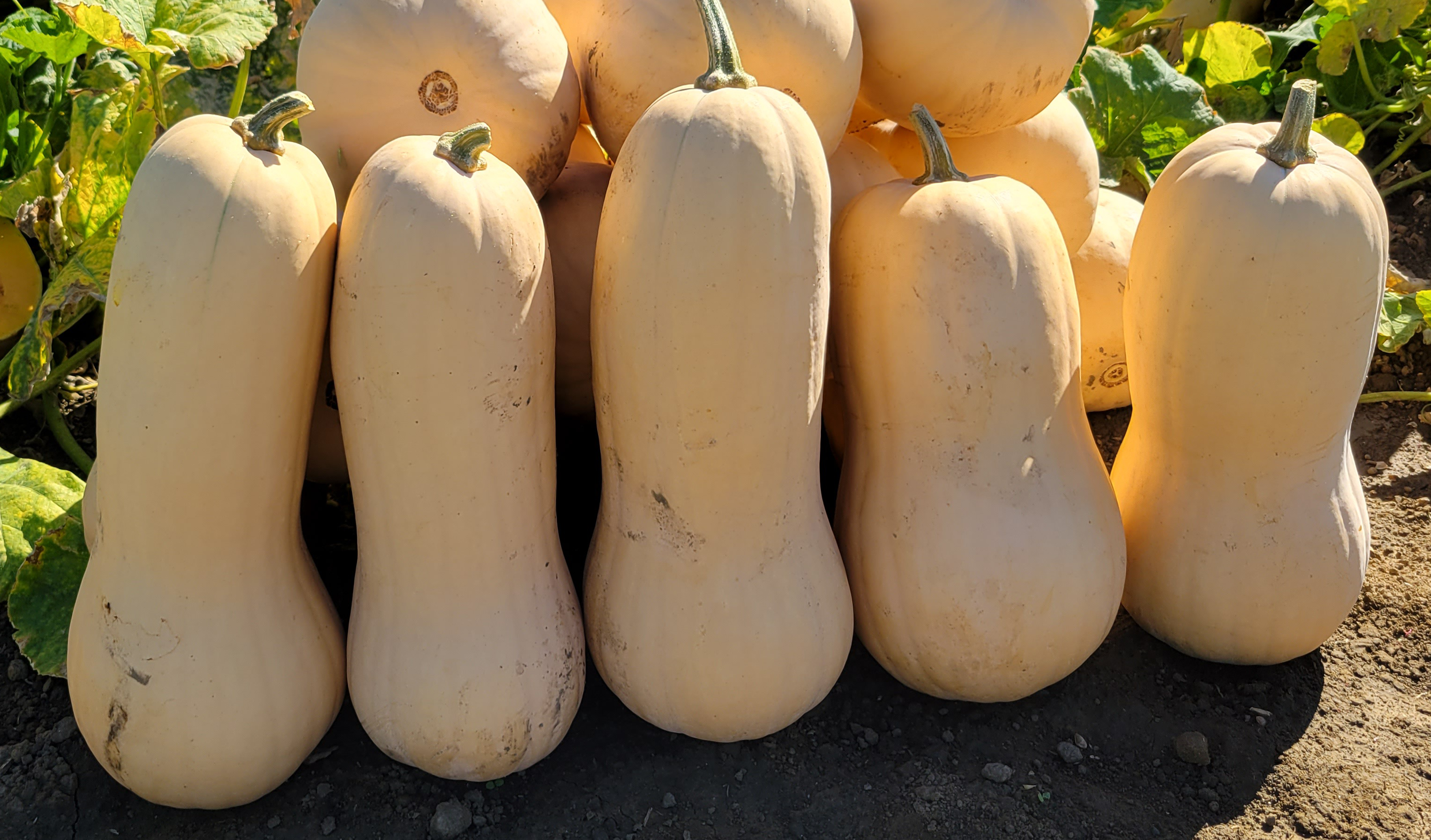 Texas Squash (Not Treated)
