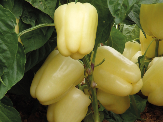Blancina Pepper (Not Treated)