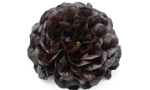 Gregorio Lettuce (Not Treated/Prime Pelleted)
