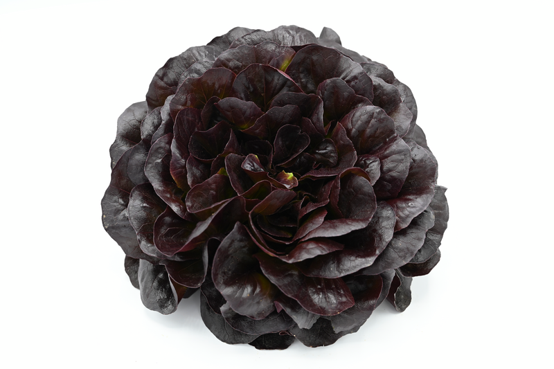 Gregorio Lettuce (Not Treated/Prime Pelleted)