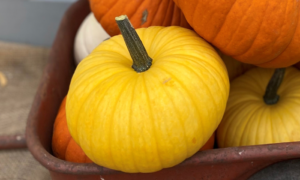 Lemon Cake Pumpkin (Treated Seed)