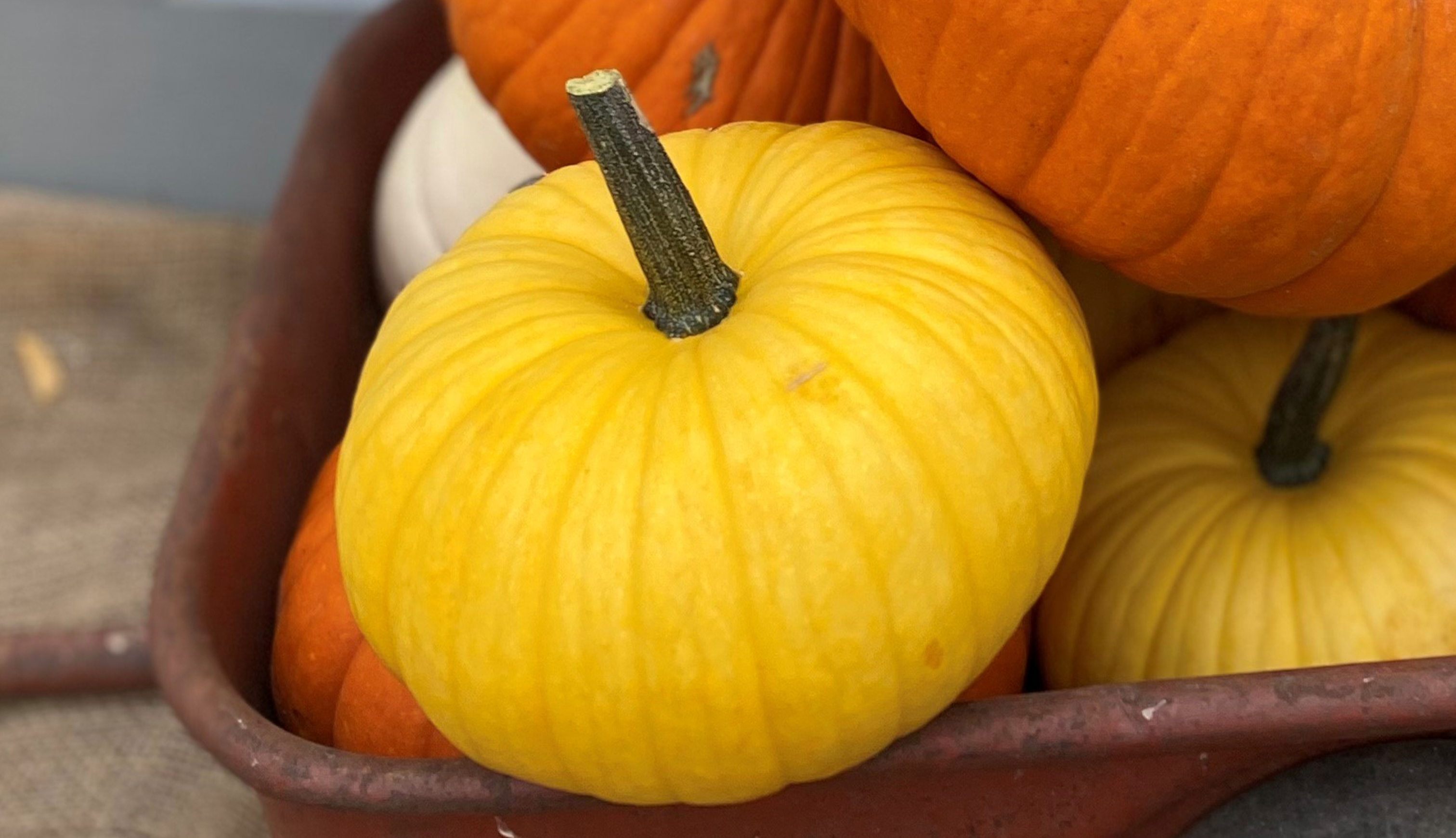 Lemon Cake Pumpkin (Treated Seed)