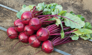 Manolo Beet (Not Treated)