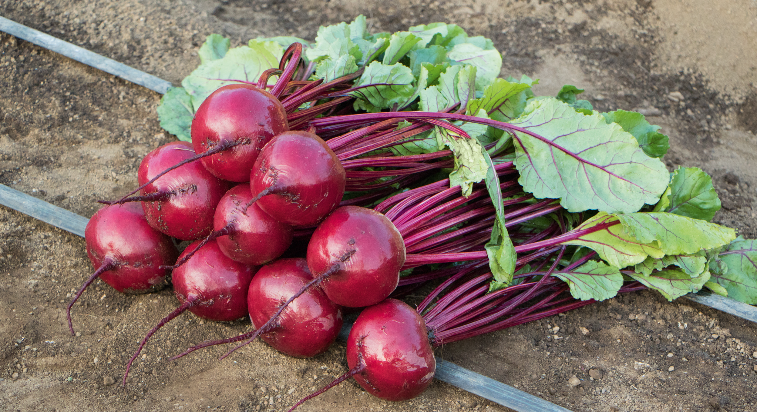 Manolo Beet (Treated Seed)