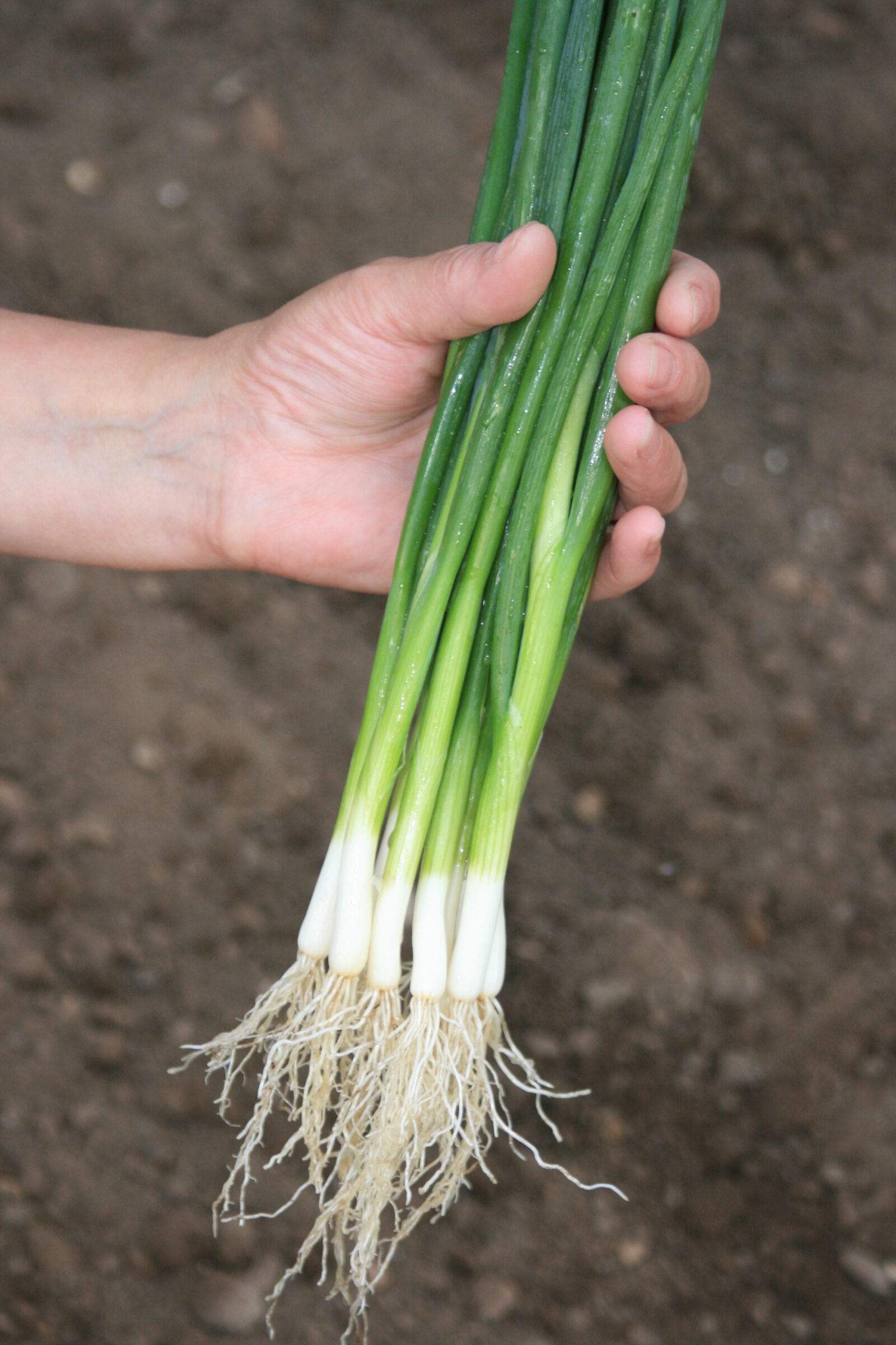 Marksman Bunching Onion (Not Treated)