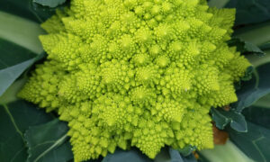Orbit Romanesco (Not Treated)