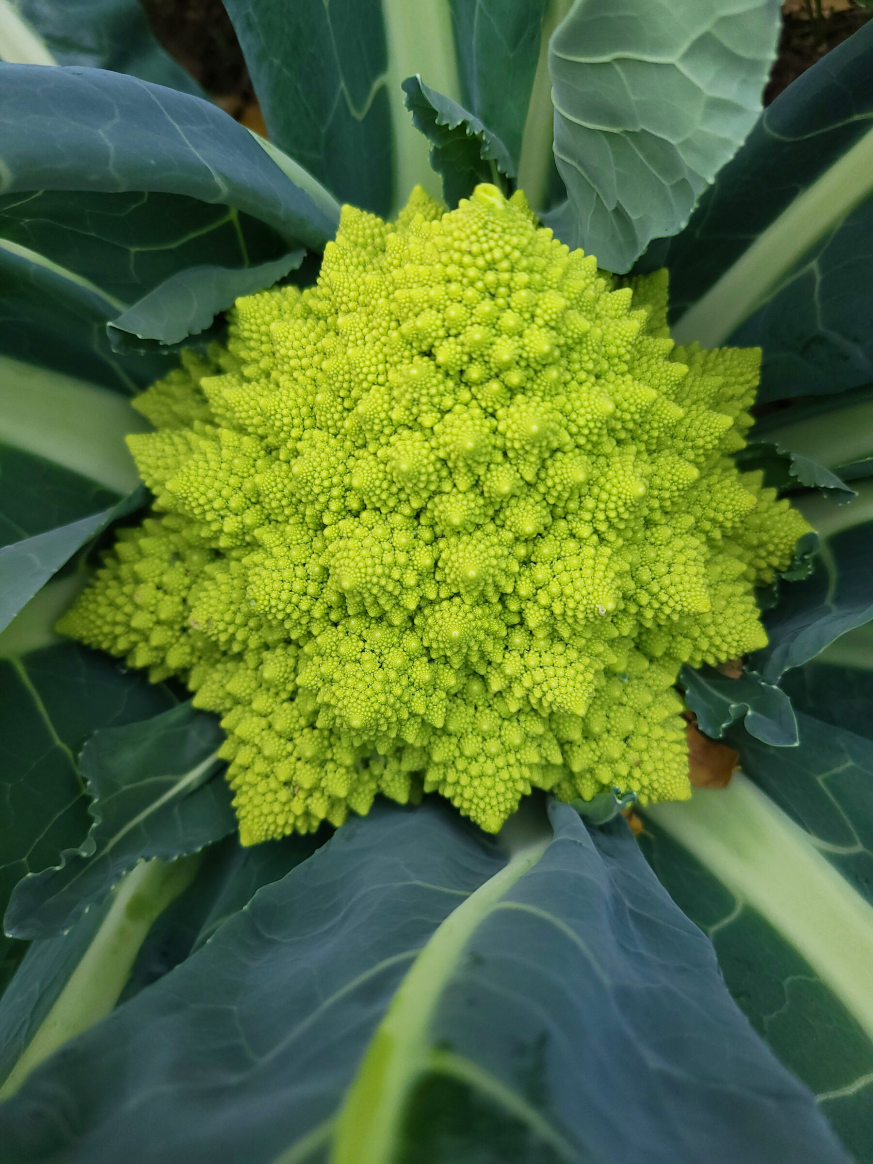Orbit Romanesco (Not Treated)