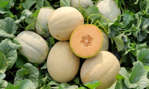 Orion Cantaloupe (Not Treated)