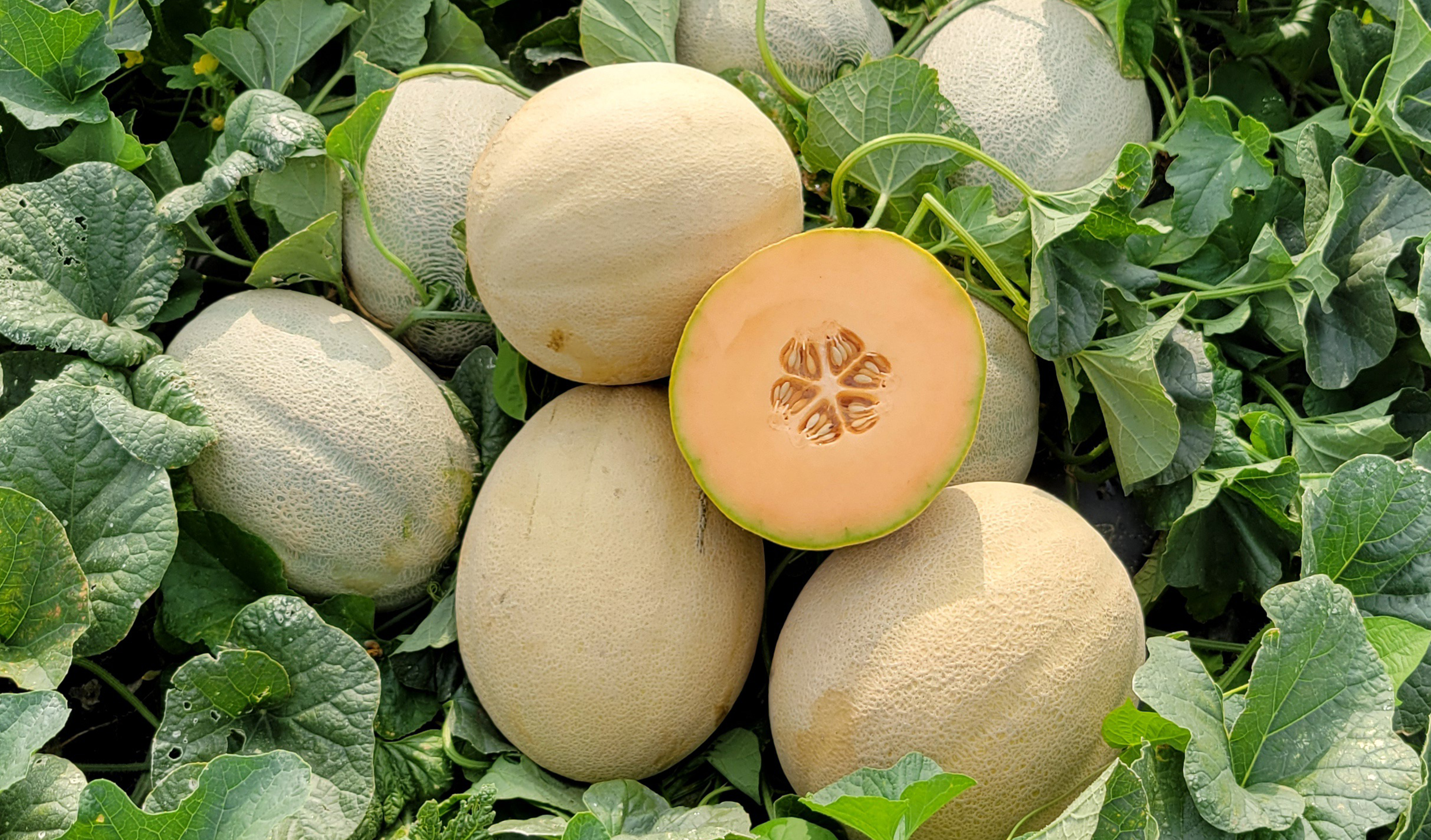 Orion Cantaloupe (Not Treated)