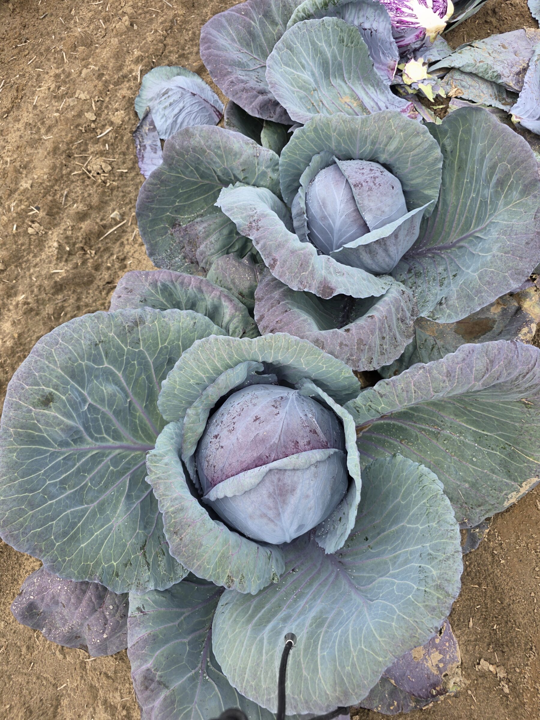 Riva Cabbage (Treated Seed) - Image 2