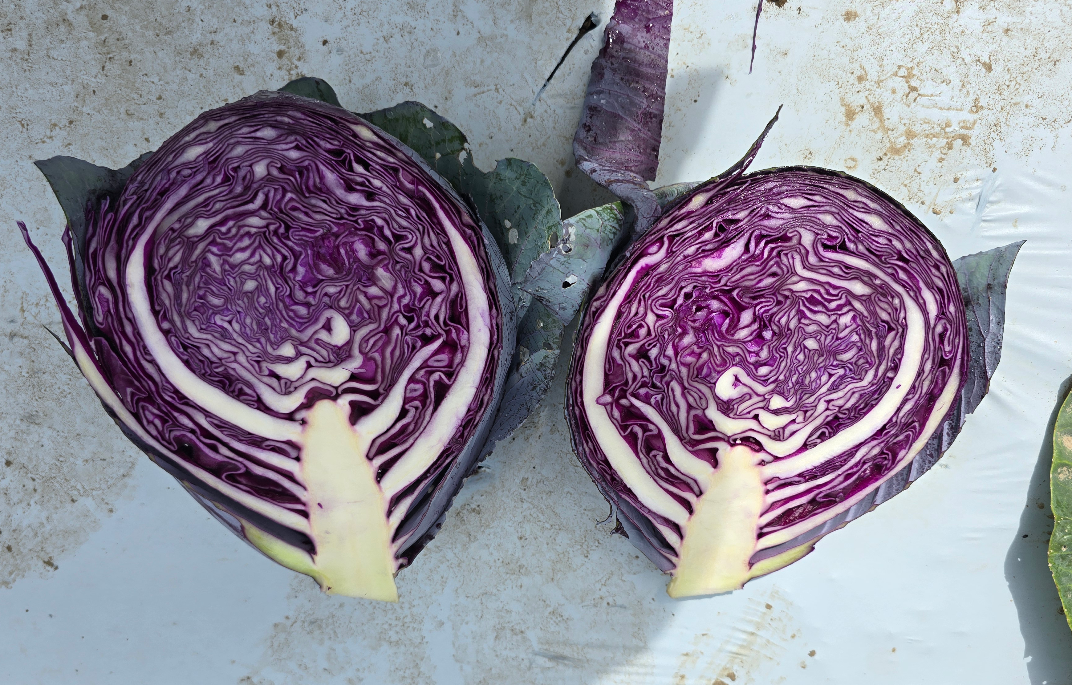Riva Cabbage (Treated Seed) - Image 2