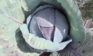 Riva Cabbage (Treated Seed)