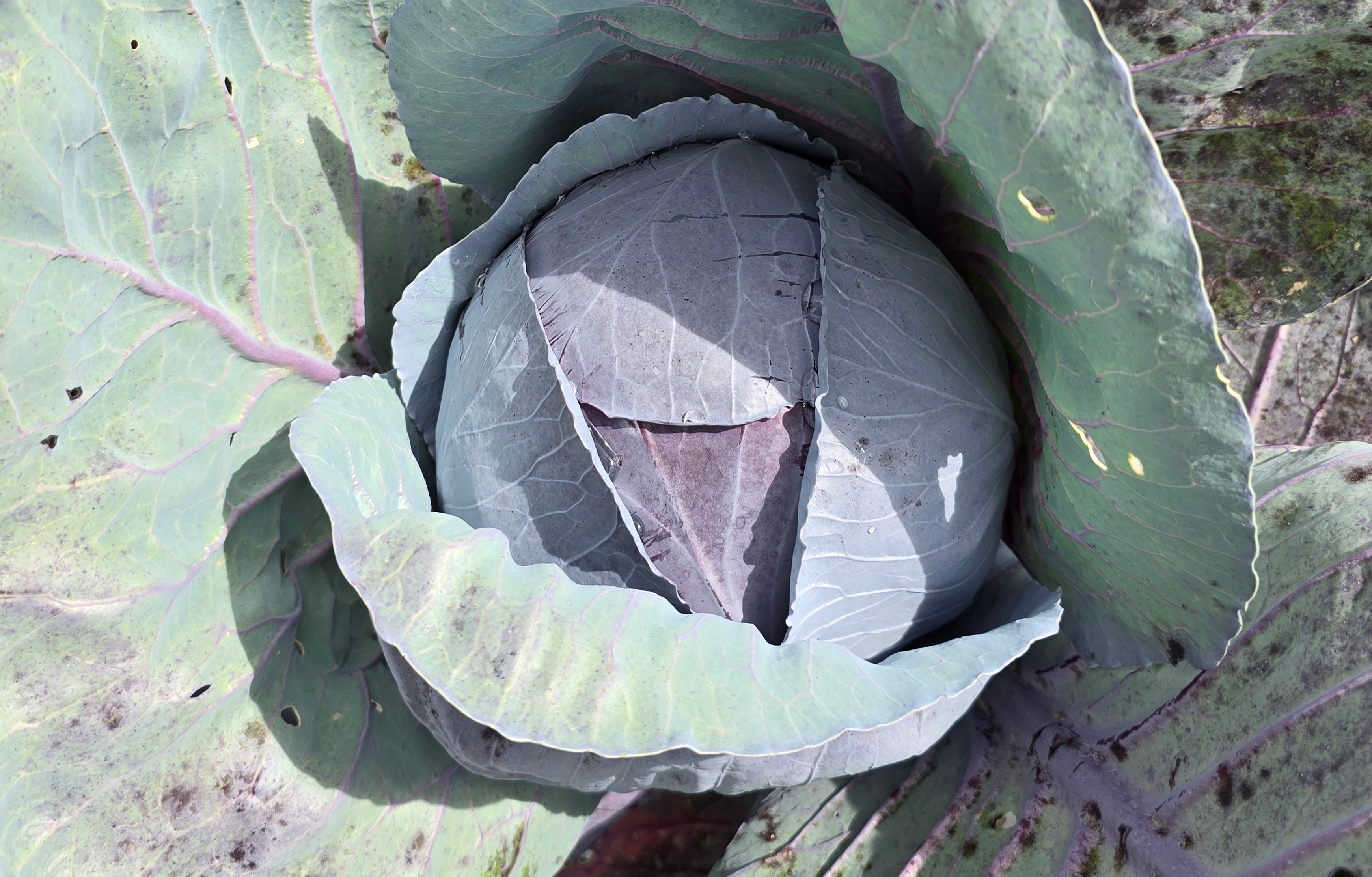 Riva Cabbage (Treated Seed)