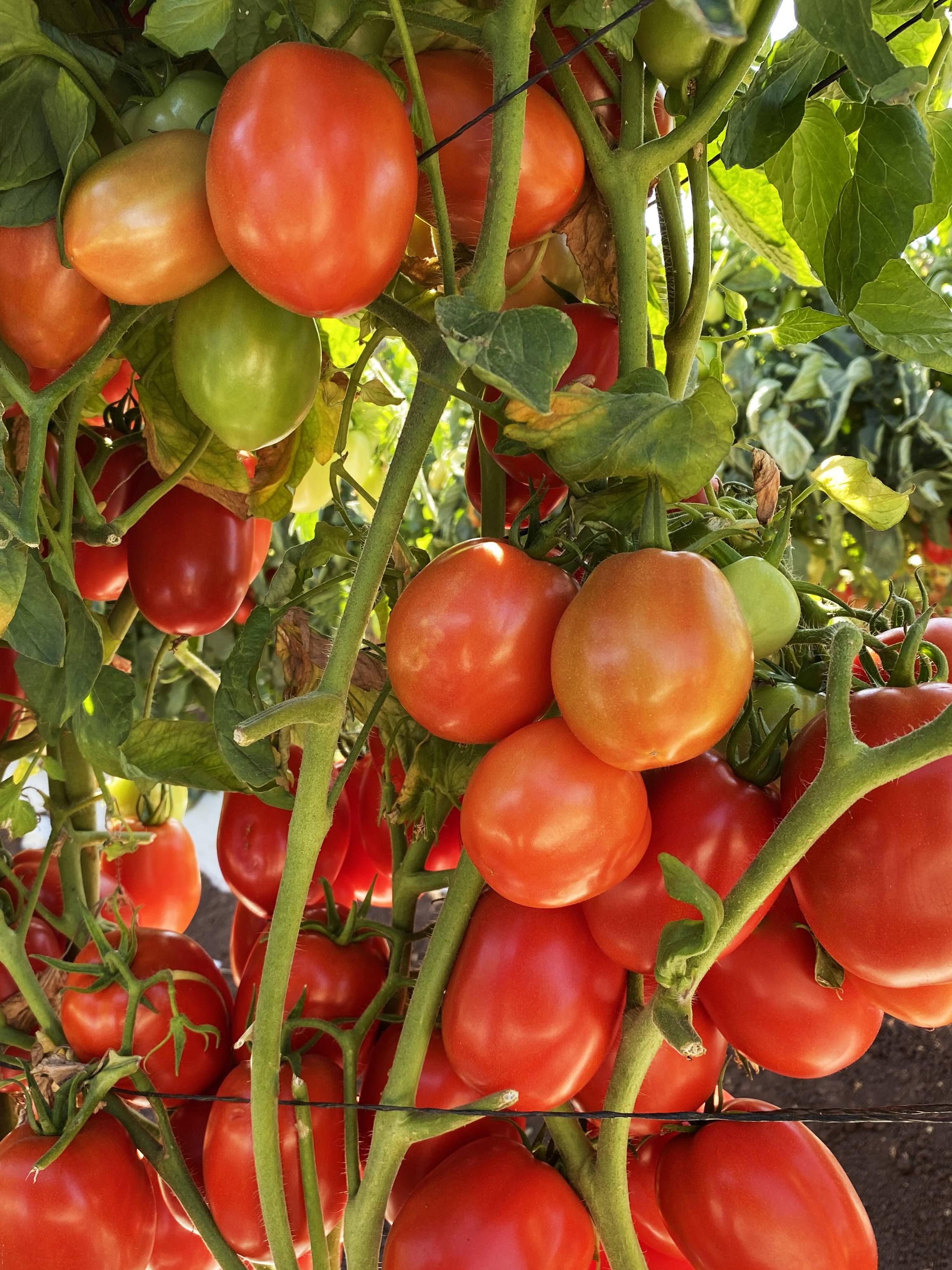 Kuzco Tomato (Pelleted) - Image 2