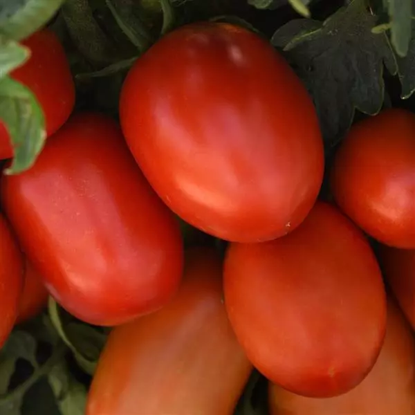 Bellatrix Tomato (Not Treated) - Image 2