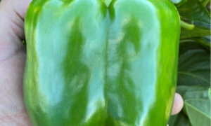 Big Stack S10® Pepper (Treated Seed)