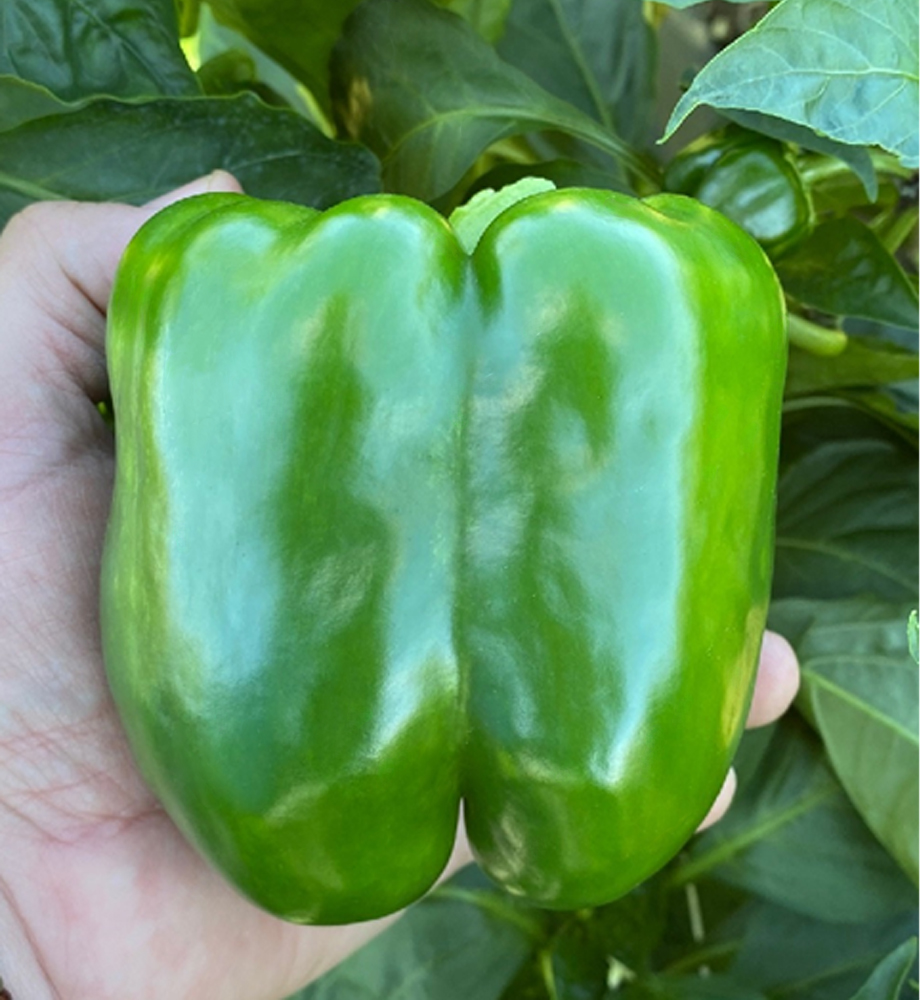 Big Stack S10® Pepper (Treated Seed)