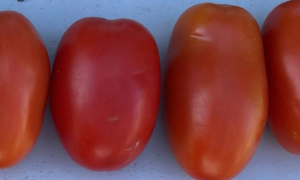 Laredo Tomato (Not Treated)