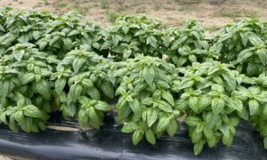 Basil Prospera® Active Aya (Organic)
