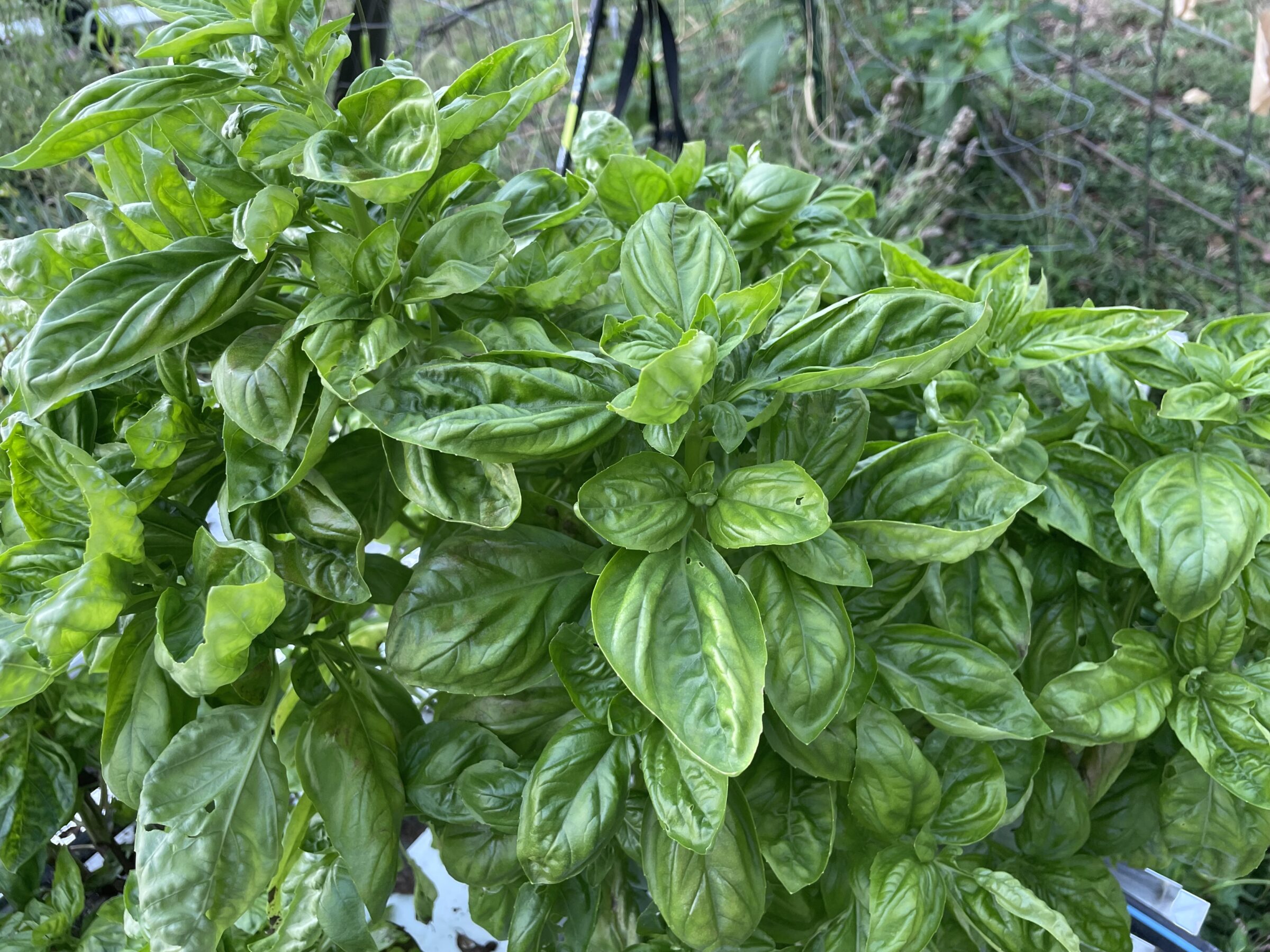 Siena Basil (Not Treated) - Image 2