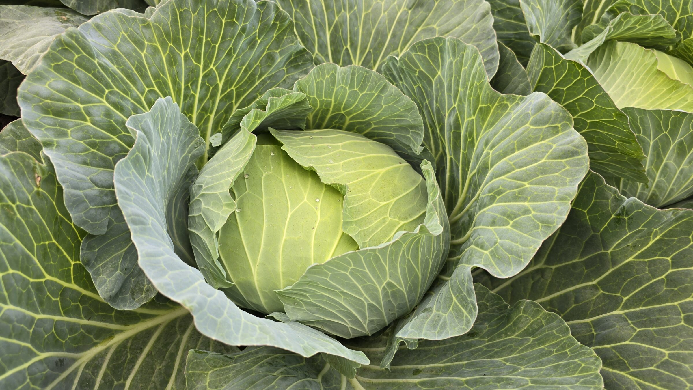 Green Prime Cabbage (Treated Seed)