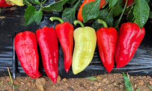 Prisma Pepper (Treated Seed)