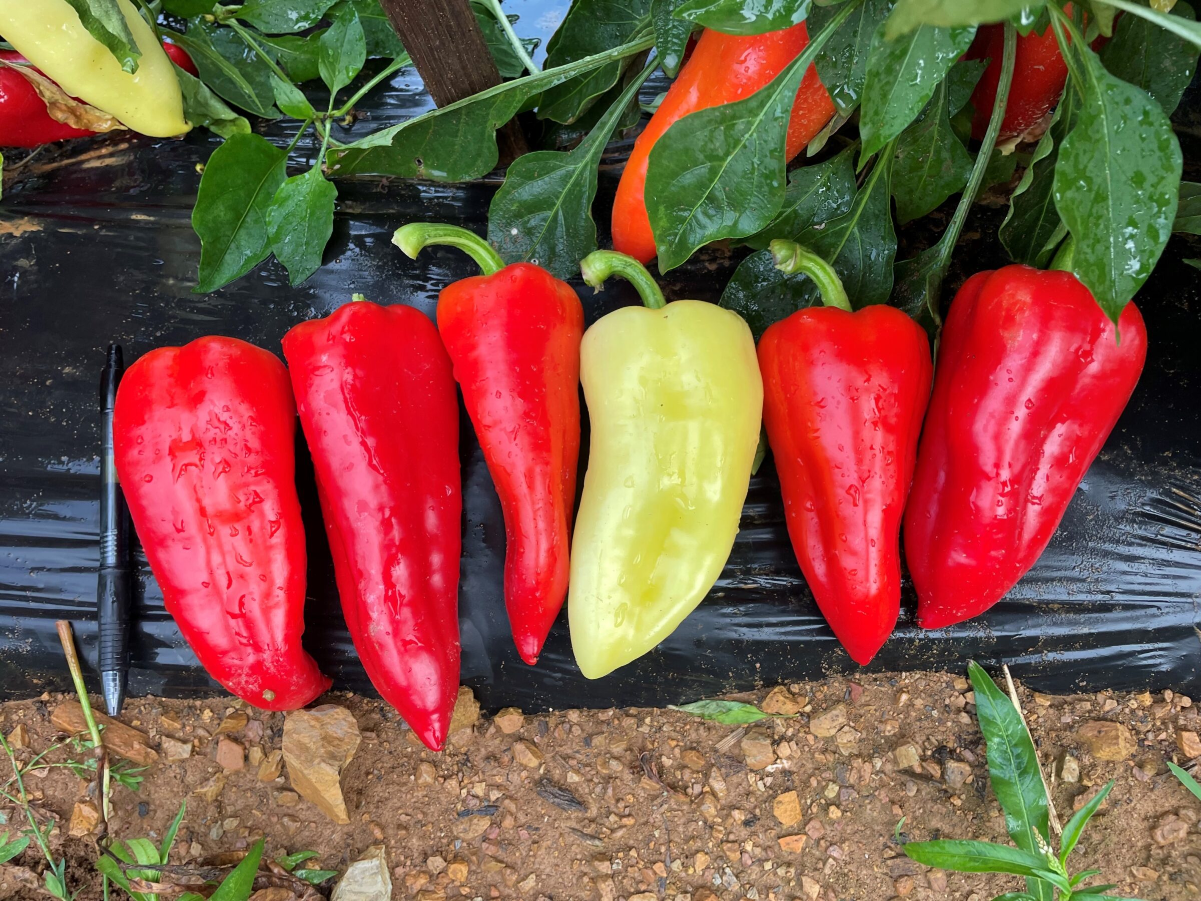 Prisma Pepper (Treated Seed)