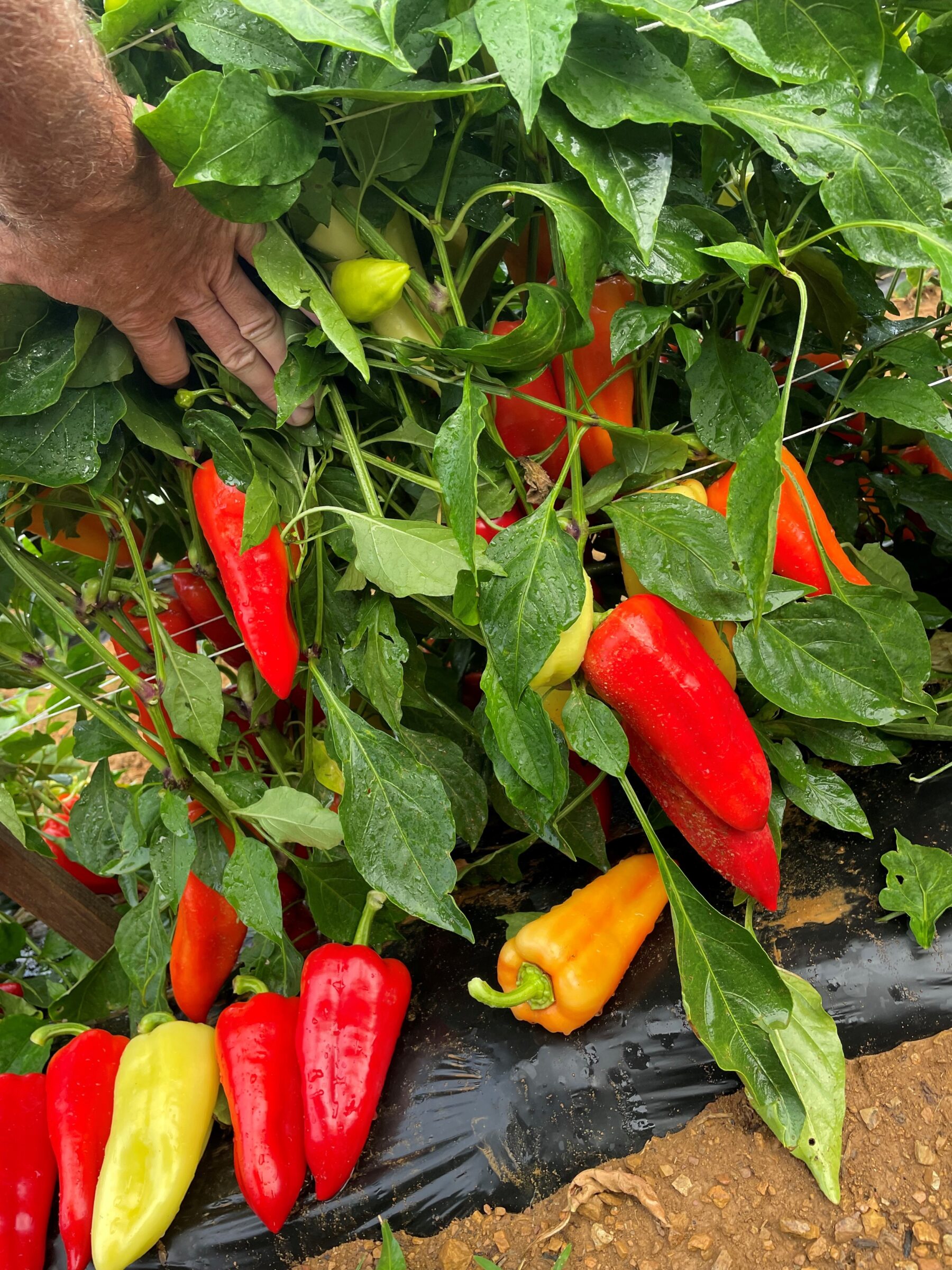 Prisma Pepper (Treated Seed) - Image 2