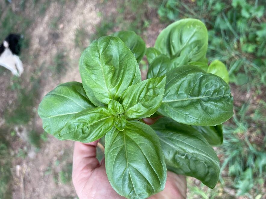 Siena Basil (Not Treated)