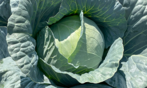 Braveheart Cabbage (Not Treated)