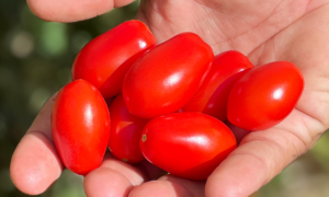 Diamond Crush Tomato (Treated Seed)