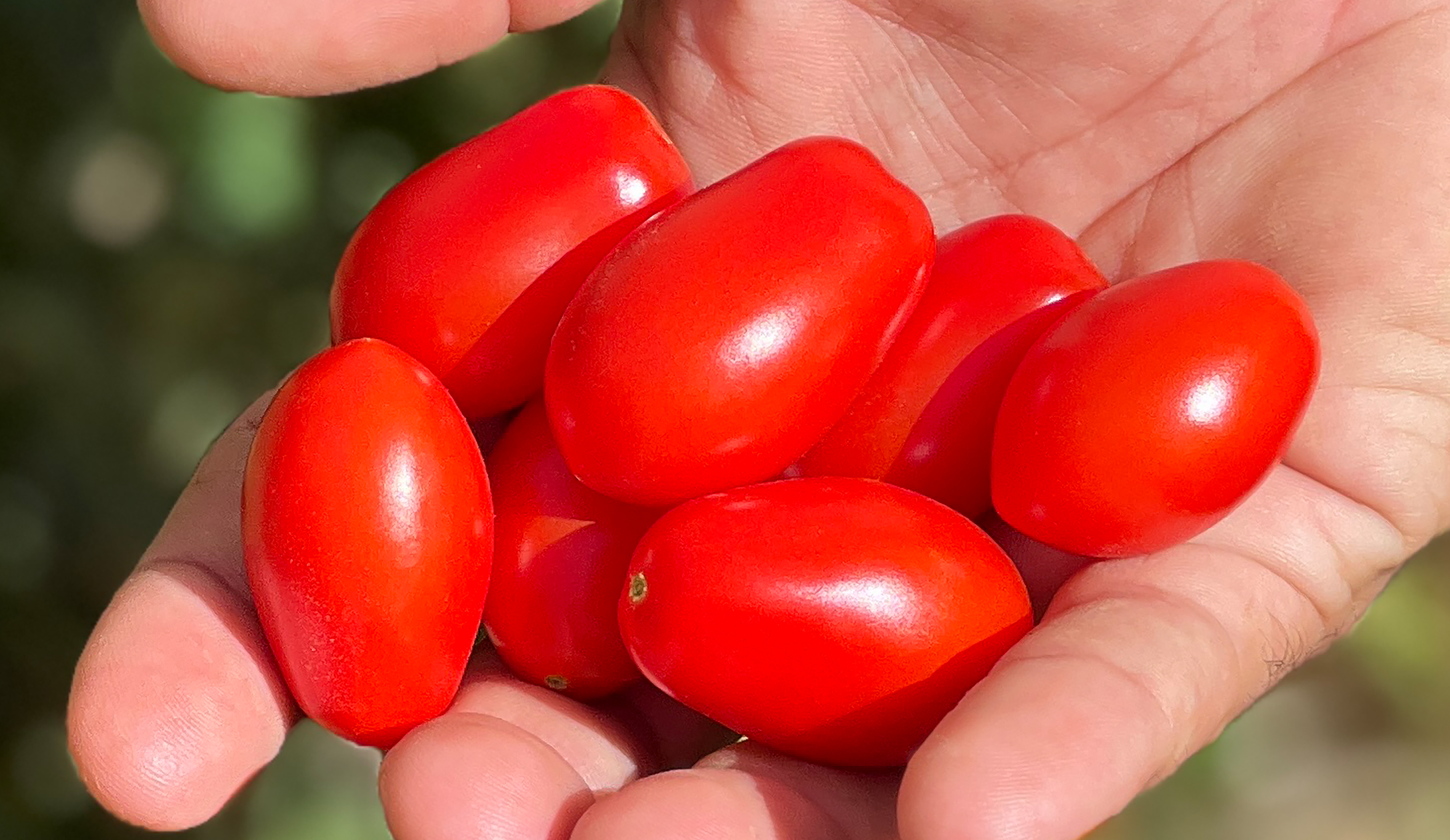 Diamond Crush Tomato (Treated Seed)