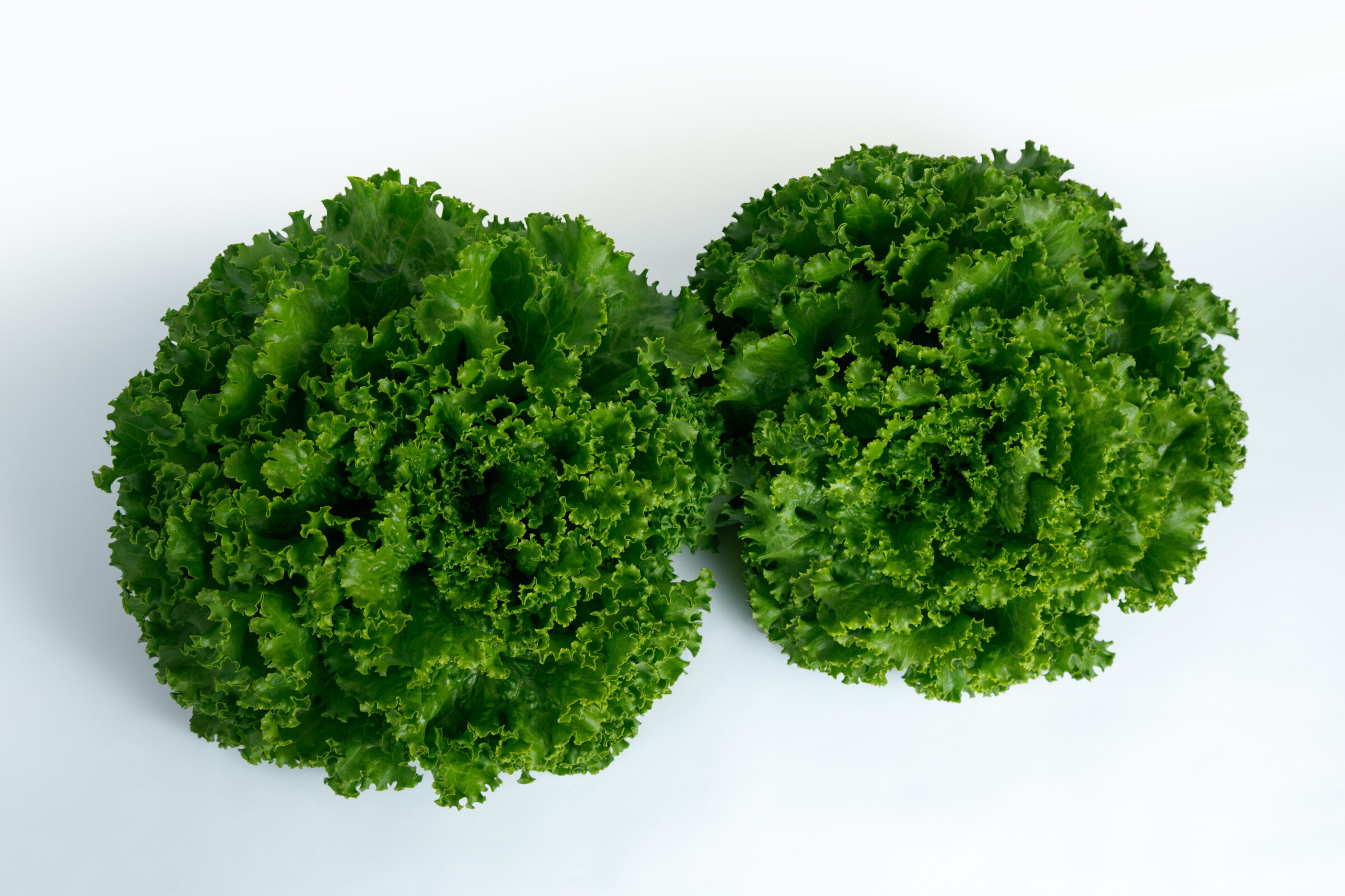 Zorro Lettuce (Primed & Pelleted)