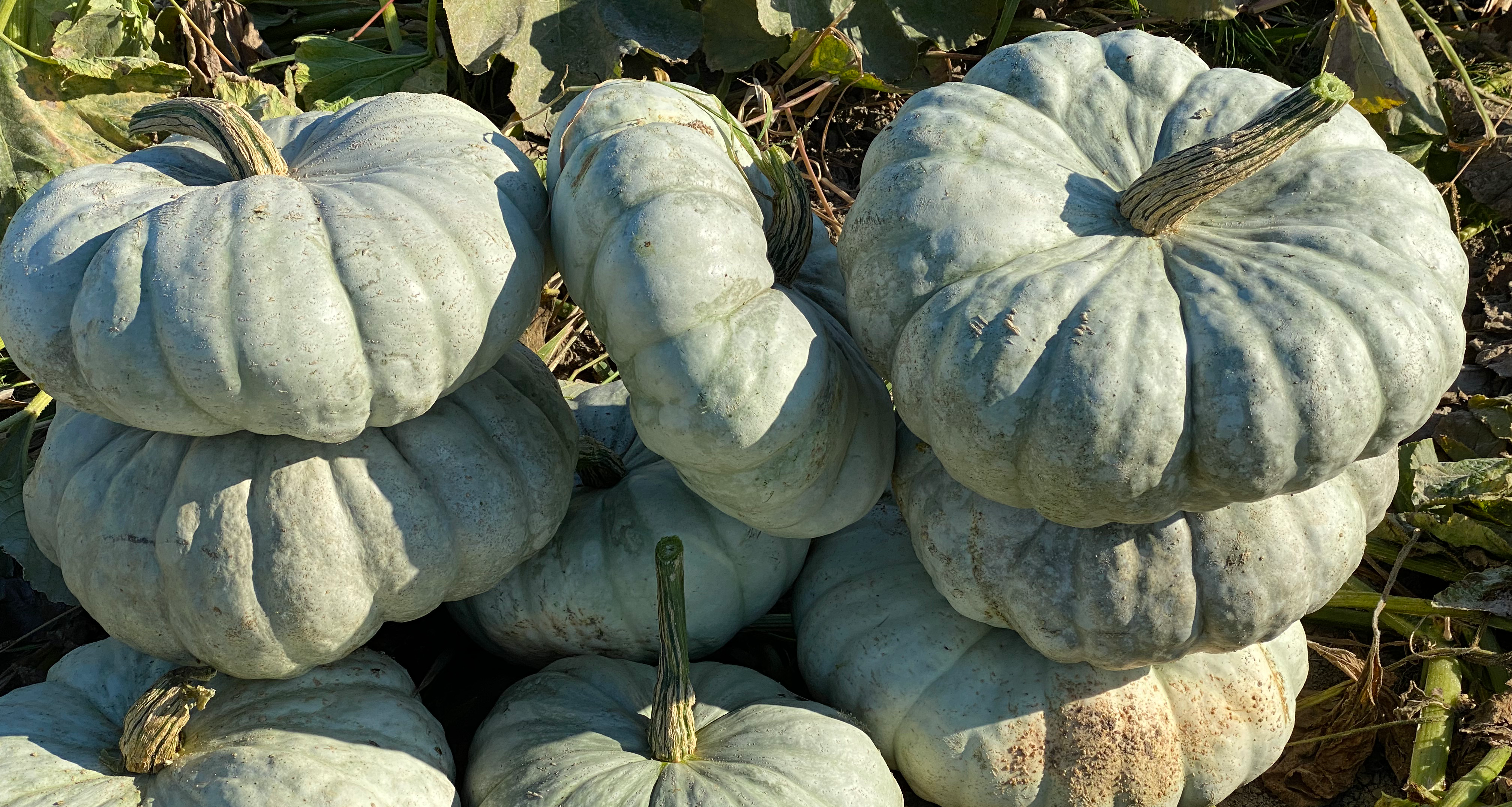 Sky Stacker Pumpkin (Treated Seed)