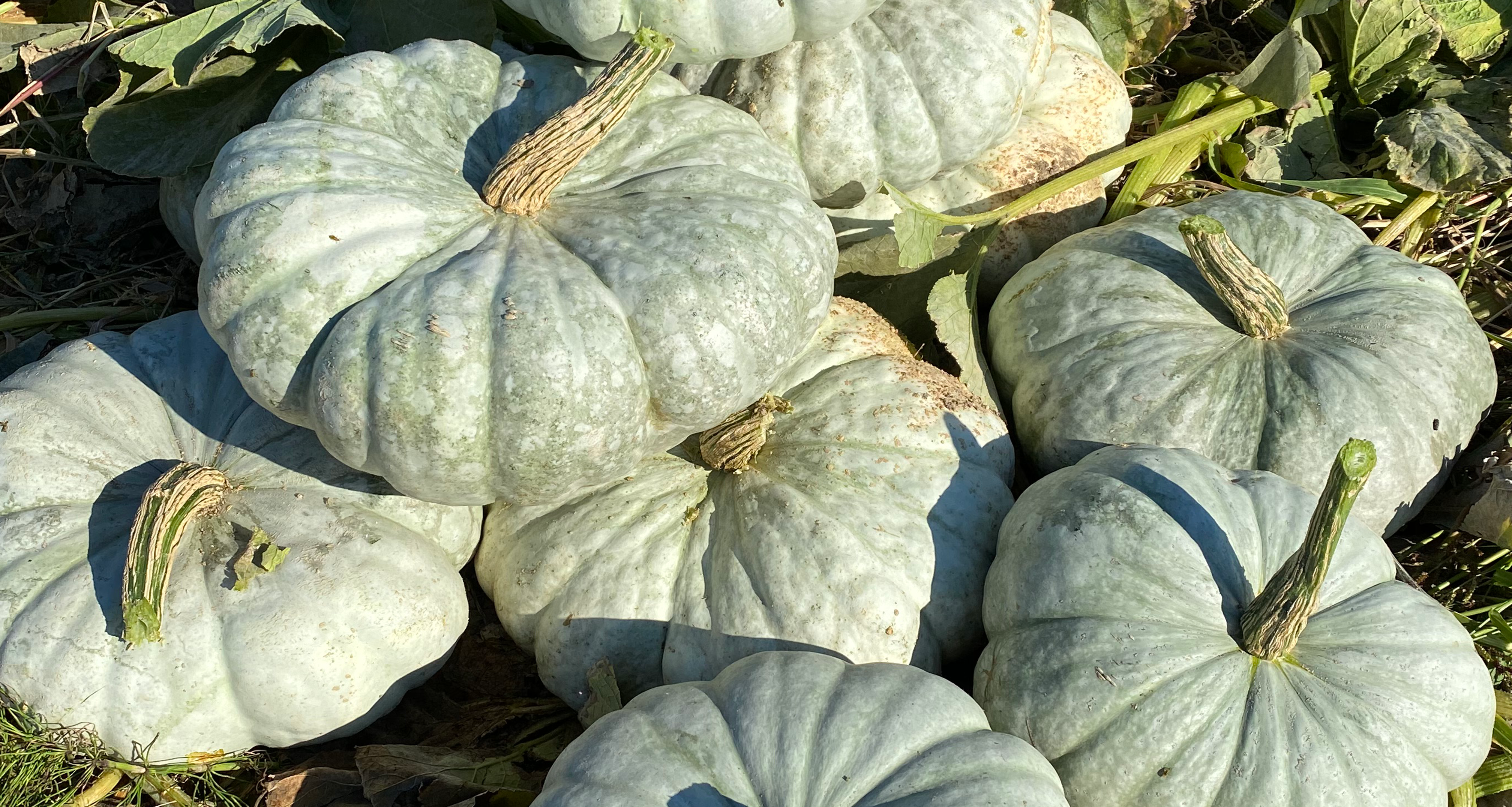 Sky Stacker Pumpkin (Treated Seed) - Image 2