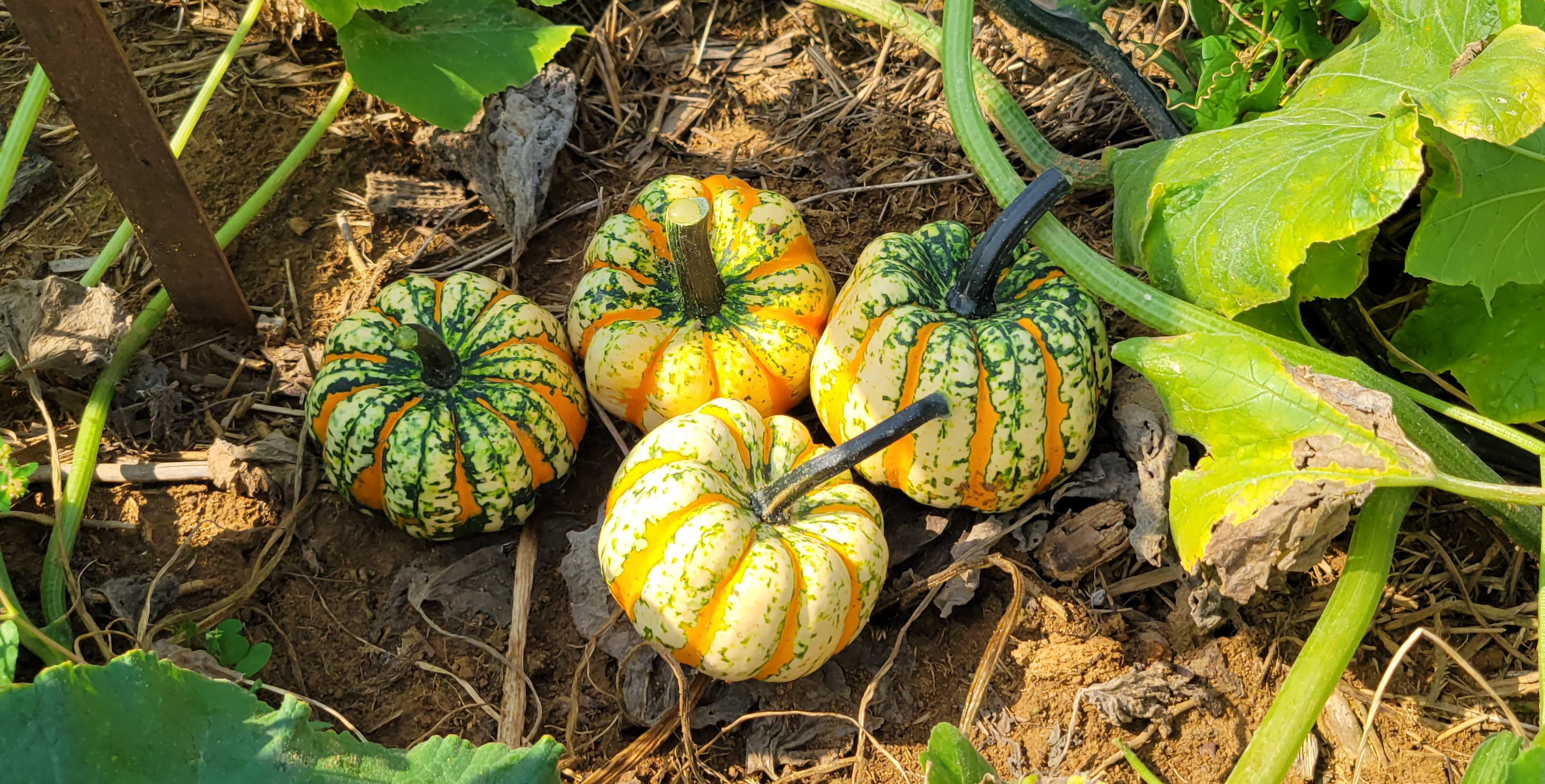 Thriller Squash (Not Treated) - Image 2