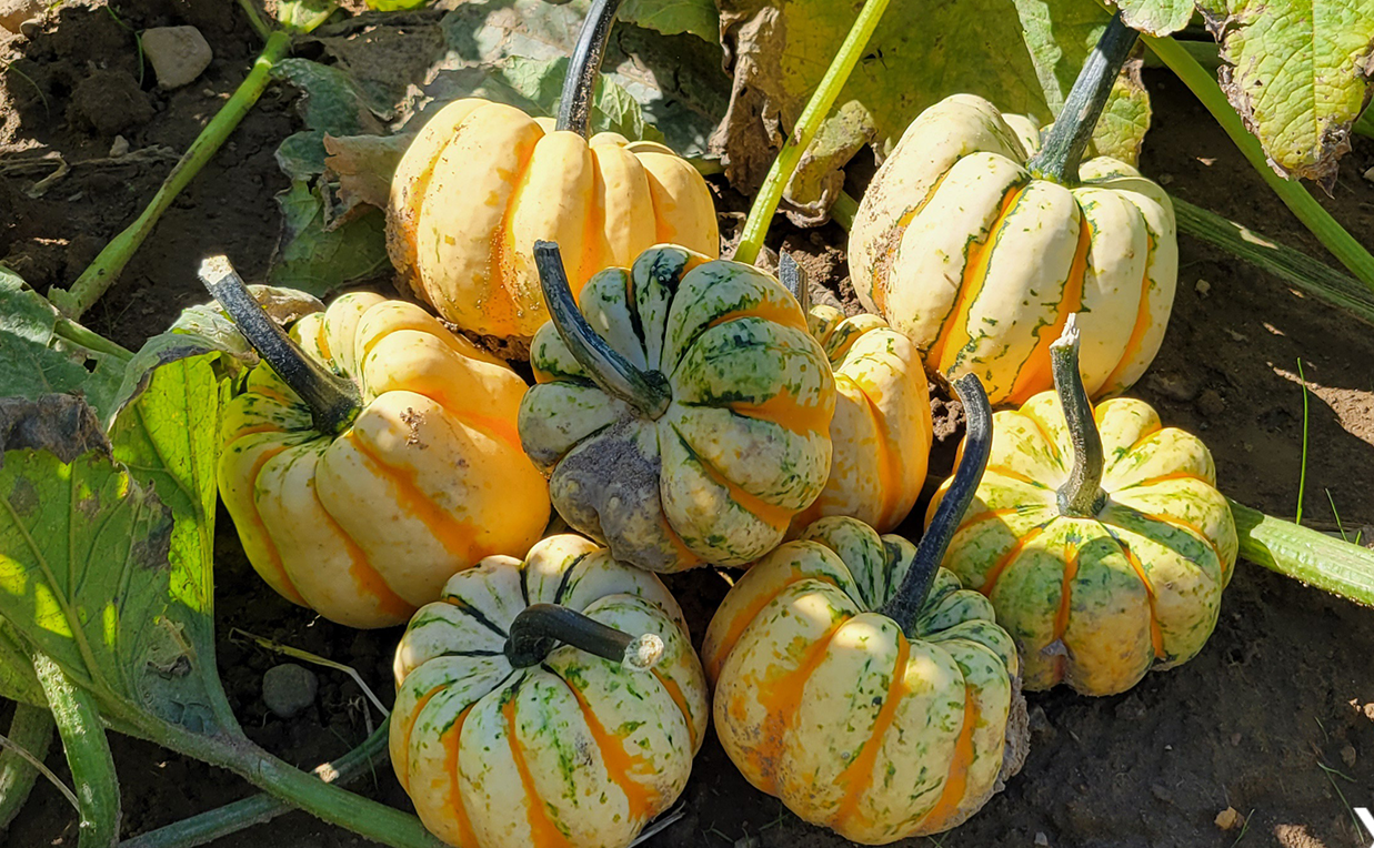 Thriller Squash (Not Treated) - Image 3