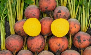 Amarelly Beet (Not Treated)